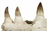 Mosasaur (Prognathodon) Jaw with Seven Teeth - Morocco #259677-4